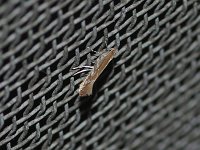 Cameraria conglomeratella